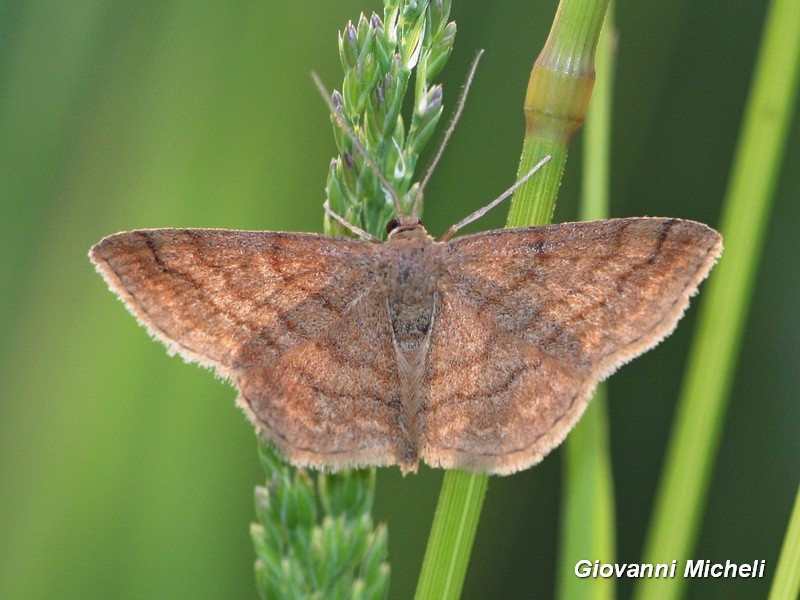 Scopula rubiginata? S